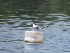 Sterna hirundo