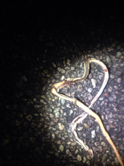 Masticophis taeniatus