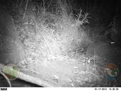 Spilogale angustifrons