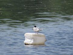 Sterna hirundo