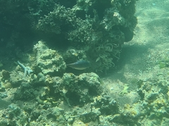 Canthigaster margaritata