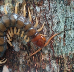 Scolopendra subspinipes