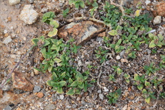 Richardia humistrata