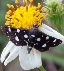 Bocchoris inspersalis