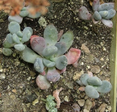 Pachyphytum bracteosum