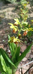 Calanthe tricarinata