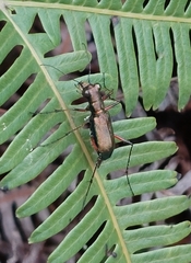 Heptodonta posticalis