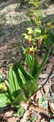 Calanthe tricarinata