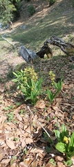 Calanthe tricarinata