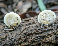 Crepidotus eucalyptorum