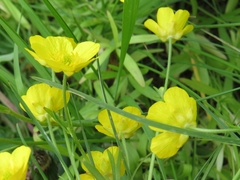 Ranunculus pedatus