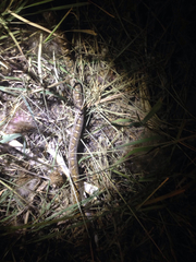 Arizona elegans elegans