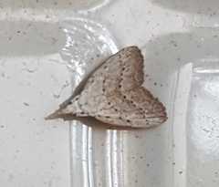 Meganola brunellus