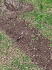 Turdus pilaris