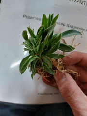 Stellera chamaejasme
