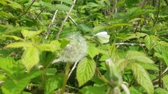 Pieris rapae