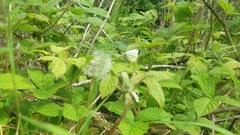 Pieris rapae