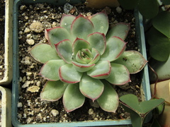 Echeveria pulidonis