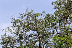 Prosopis cineraria