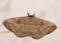 Eupterotinae
