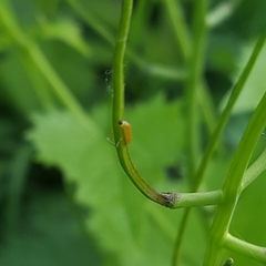 Anthocharis cardamines