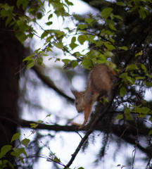 Sciurus vulgaris