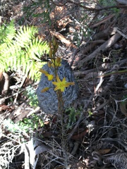 Bulbine favosa