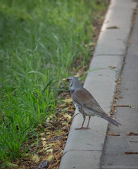 Turdus pilaris