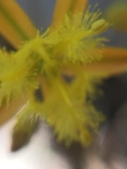 Bulbine favosa