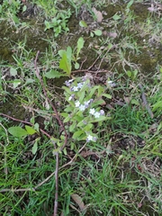 Myosotis sylvatica