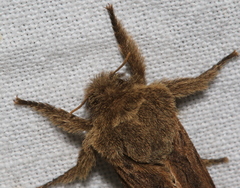 Oncopera rufobrunnea