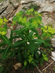 Euphorbia hyberna