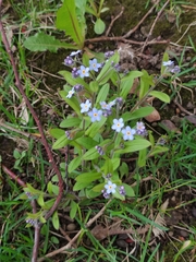 Myosotis sylvatica