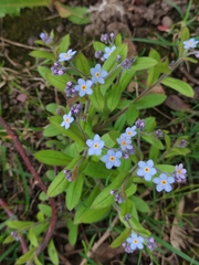 Myosotis sylvatica