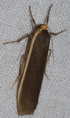 Palaeosia bicosta