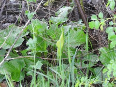Arum cylindraceum
