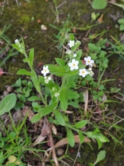 Myosotis sylvatica