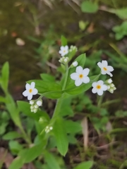 Myosotis sylvatica