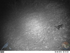 Spilogale angustifrons