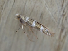 Argyresthia trifasciata