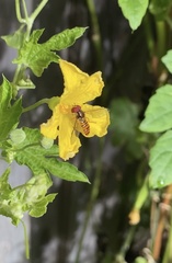 Episyrphus viridaureus