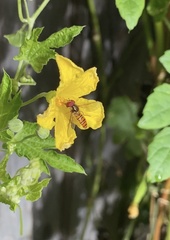 Episyrphus viridaureus