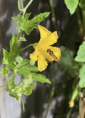 Episyrphus viridaureus