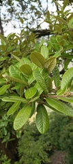 Quercus semecarpifolia