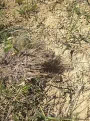 Ophisops elegans centralanatoliae