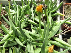 Rhinephyllum graniforme