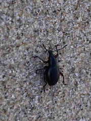 Otiorhynchus atroapterus