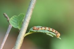 Erannis defoliaria