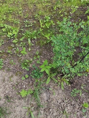 Polygonatum multiflorum