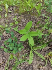 Polygonatum multiflorum